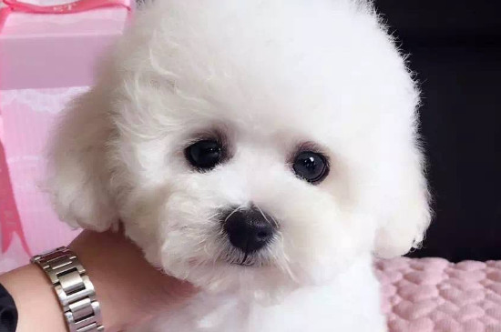 纯种茶杯泰迪犬多少钱一只，真泰迪茶杯狗价格在8000元以上